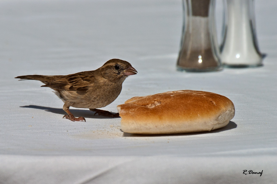 photo "Breakfast time" tags: nature, humor, bird
