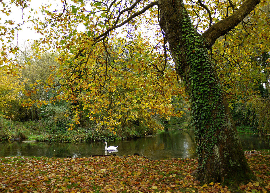 photo "Autumn3" tags: landscape, autumn, bird, water