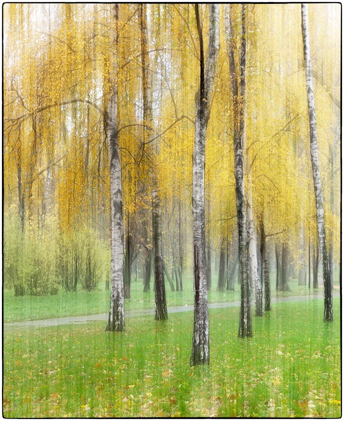 photo "autumn birch" tags: nature, digital art, Moscow, autumn, park