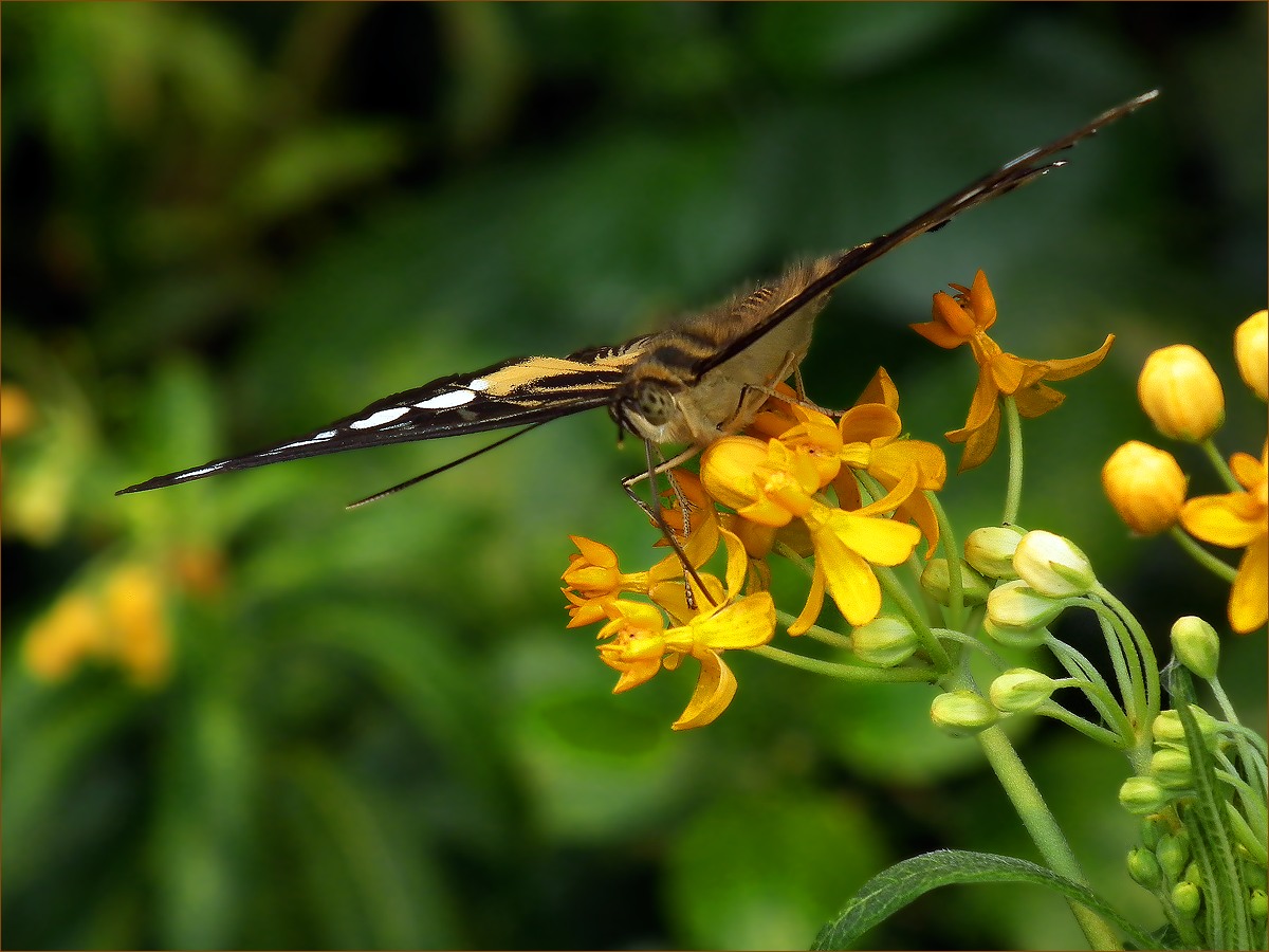 photo "Diagonal" tags: nature, macro and close-up, 