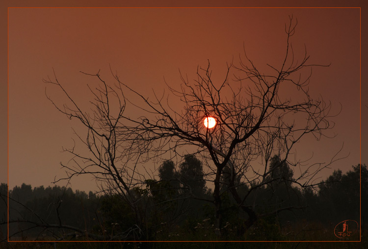 фото "==-" метки: пейзаж, дерево, закат, омская область