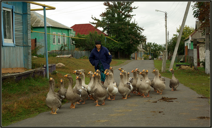 photo "***" tags: city, гуси слободка