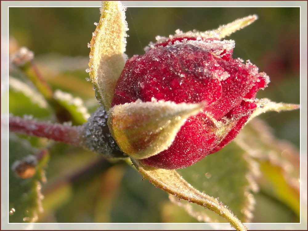 photo "***" tags: macro and close-up, 