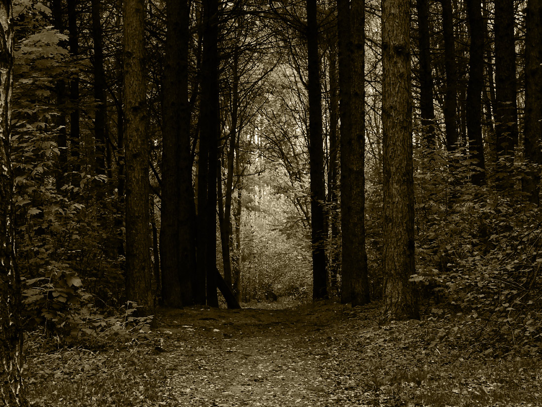 photo "Gate of a forest fortress" tags: black&white, landscape, nature, 