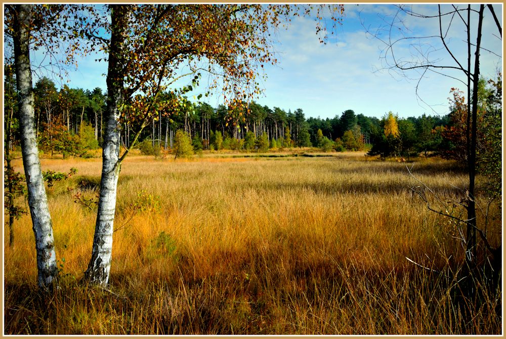 photo "Heathland in Autumn" tags: landscape, Belgium, Gerhagen, Heathland, Tessenderlo, autumn