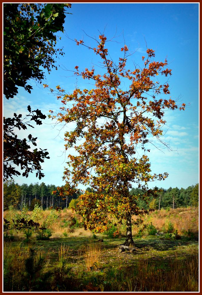 photo "Preparing for Winter" tags: landscape, Belgium, Gerhagen, Tessenderlo