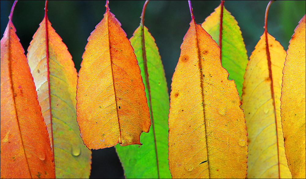 photo "Autumncolours" tags: macro and close-up, 