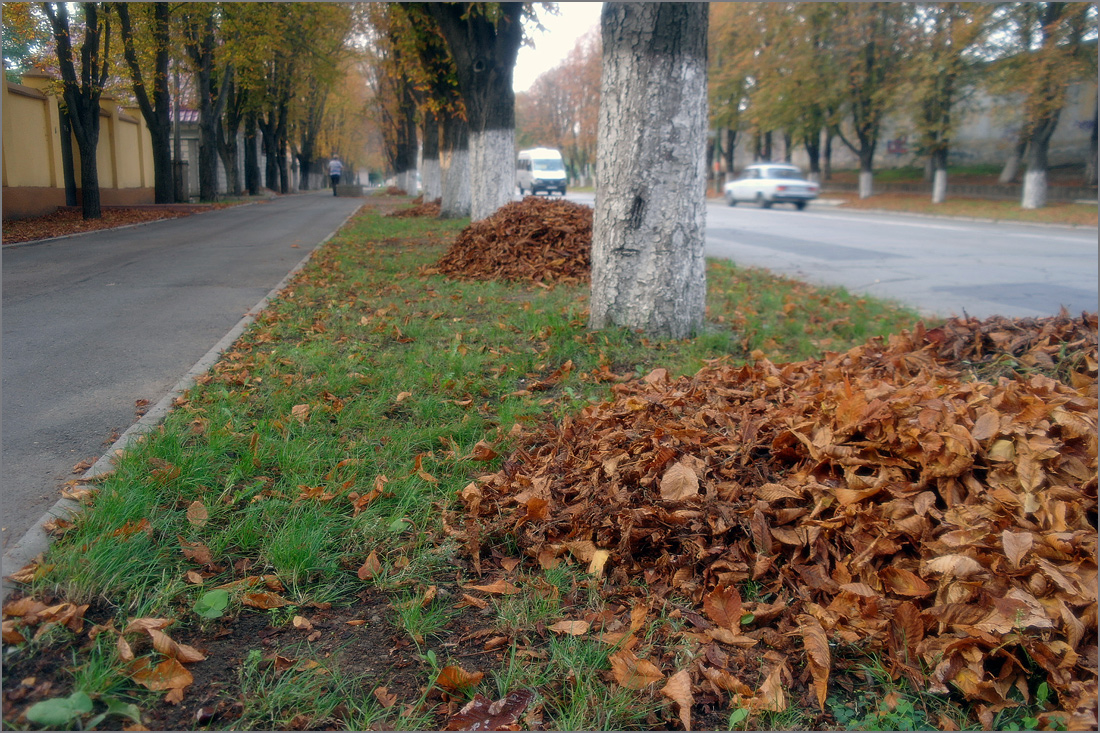 photo "Yellow leaves in the City of Eternal Spring" tags: city, autumn