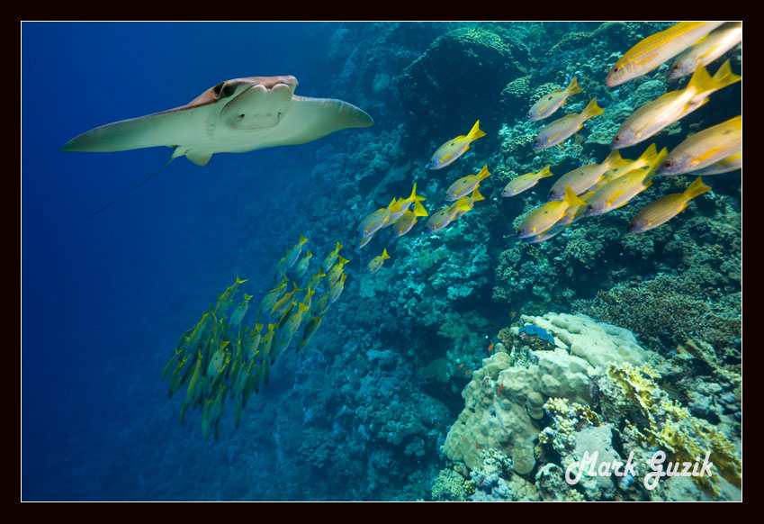 photo "Two-way traffic" tags: underwater, 