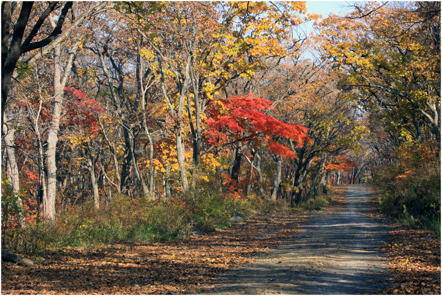 фото "***" метки: пейзаж, краски., лес, осень
