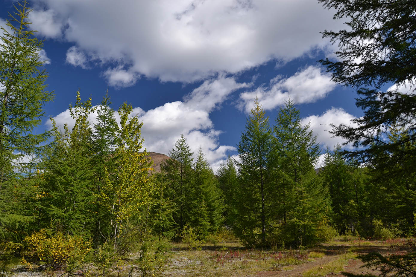 фото "Грибные места 3" метки: пейзаж, горы, лес, лето, небо, облака