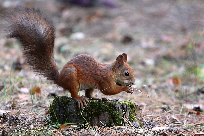 photo "***" tags: nature, wild animals, белочка