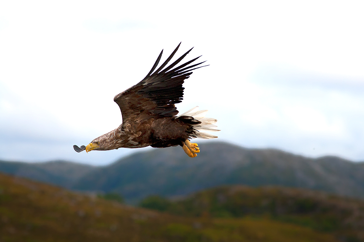 photo "White Tailed Eagel.." tags: nature, 