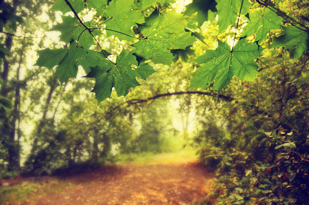 фото "Кусочек ушедшего лета...." метки: пейзаж, природа, дерево, лес, лето, лист