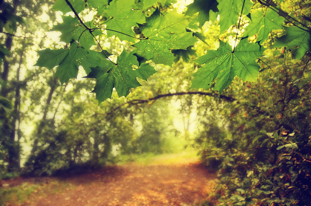 photo "***" tags: landscape, nature, forest, leaf, summer, tree