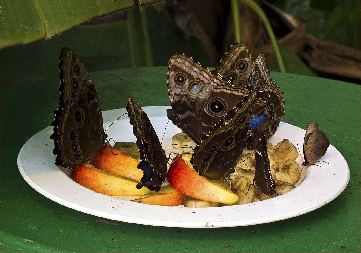 фото "Собирайтесь-ка гости мои на моё угощенье." метки: макро и крупный план, бабочка