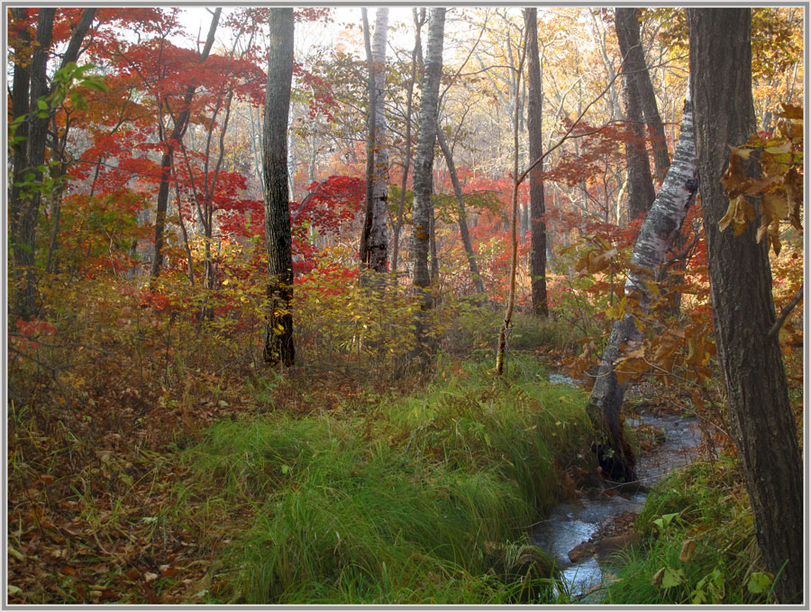 photo "***" tags: landscape, autumn, forest, краски.