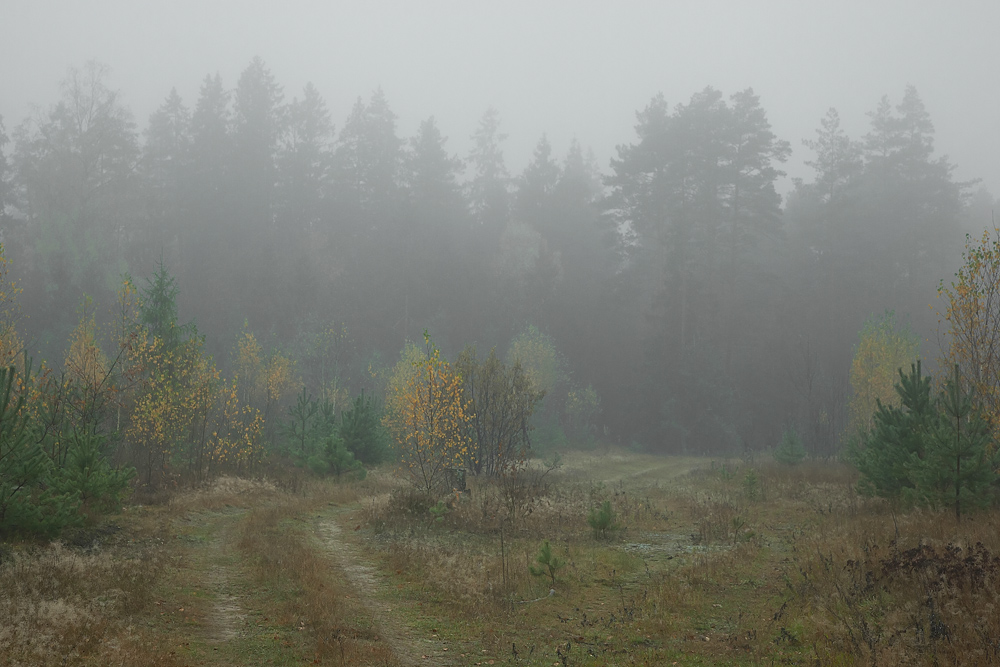 фото "Осенняя" метки: пейзаж, лес, осень