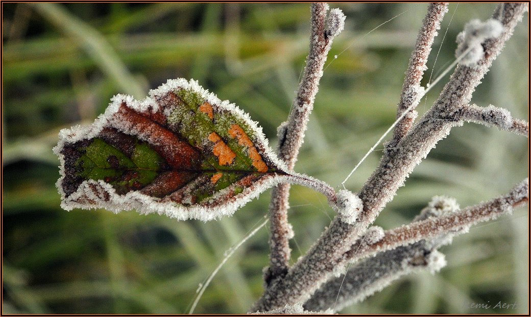 фото "***" метки: природа, макро и крупный план, 