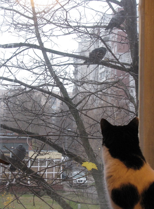фото "осень" метки: природа, кот, окно