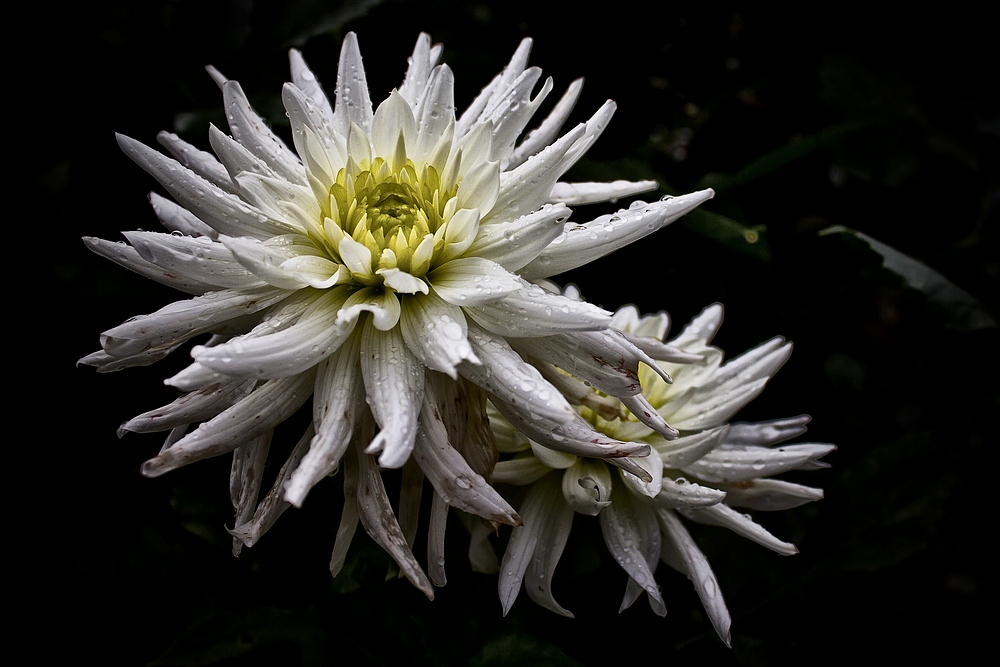 photo "***" tags: nature, macro and close-up, 