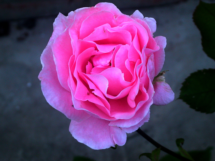 photo "Rose" tags: nature, 