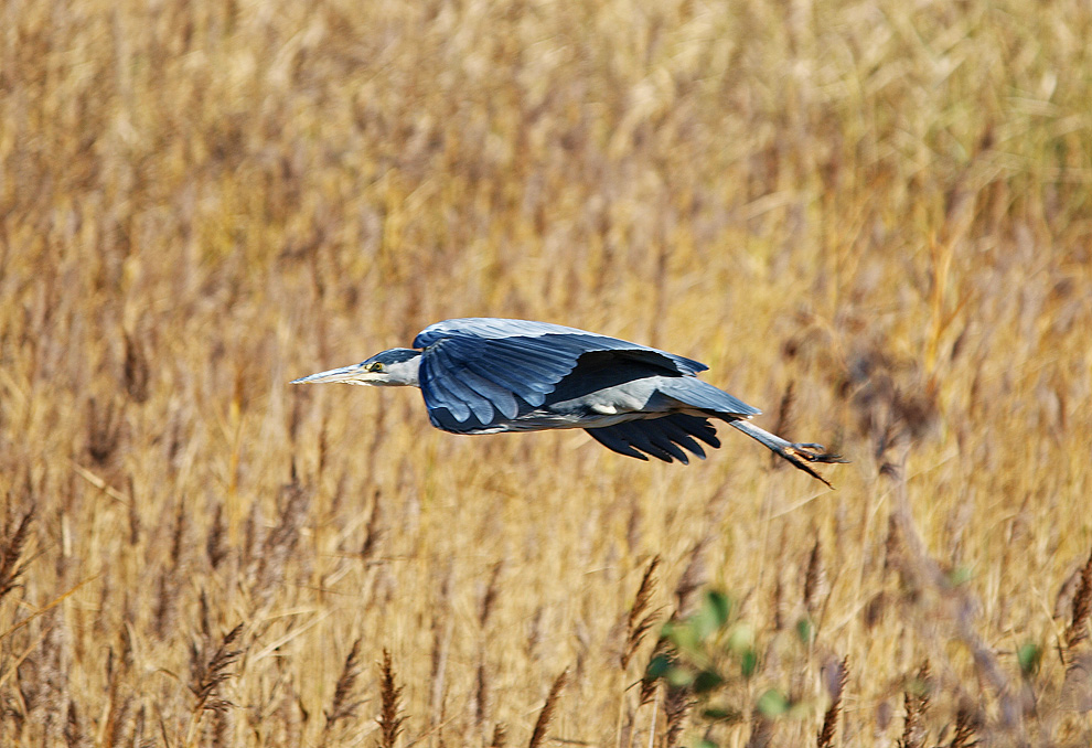 photo "Herons Flight" tags: nature, 