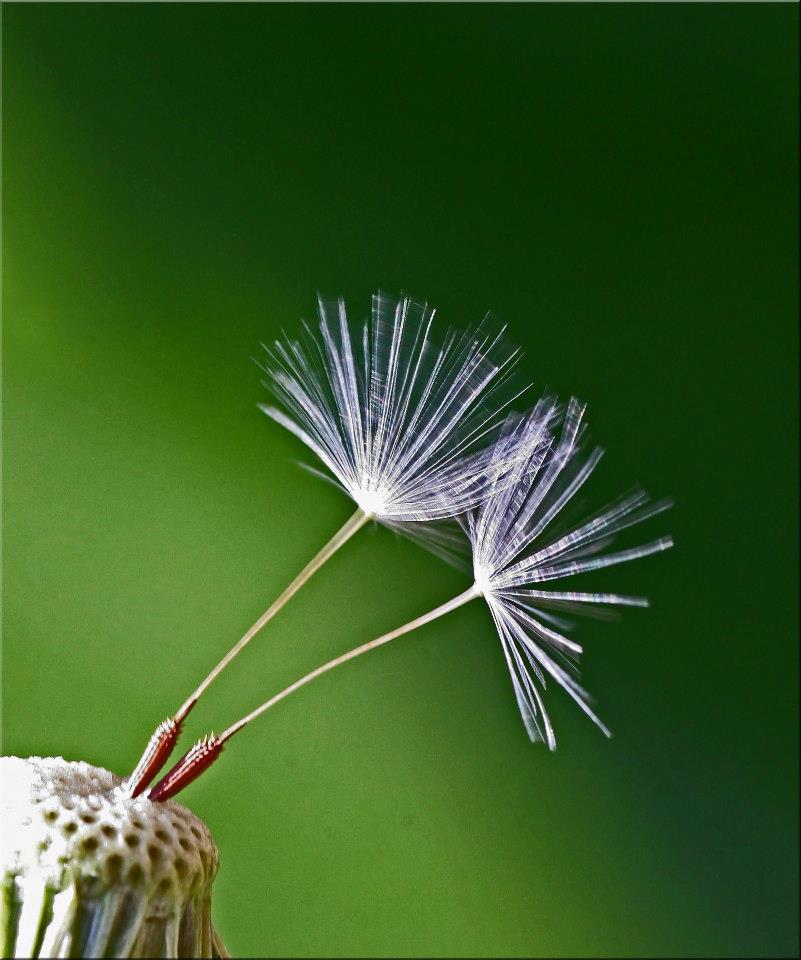 photo "Hanging In There" tags: nature, macro and close-up, 