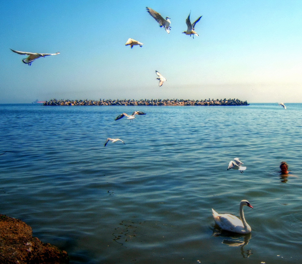 фото "Swan and seagulls" метки: природа, пейзаж, путешествия, 