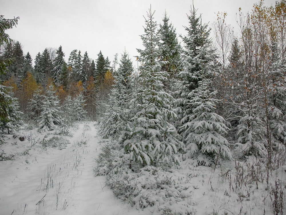 photo "***" tags: landscape, autumn, forest