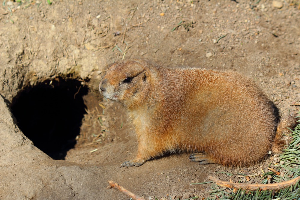 фото "Вы ко мне?" метки: природа, 