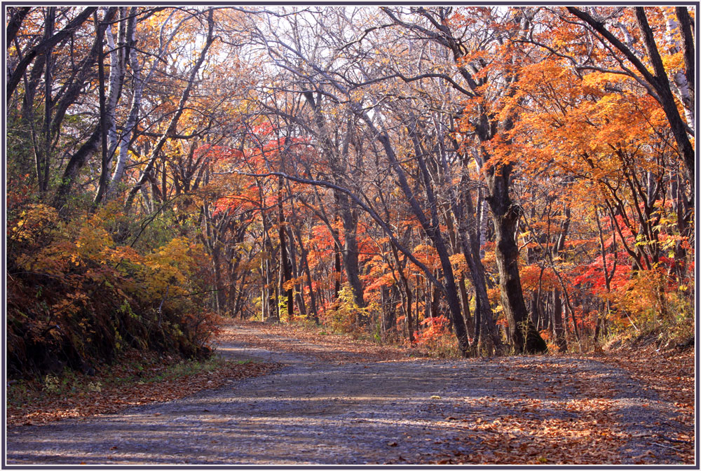 фото "***" метки: пейзаж, дорога., краски, лес, осень
