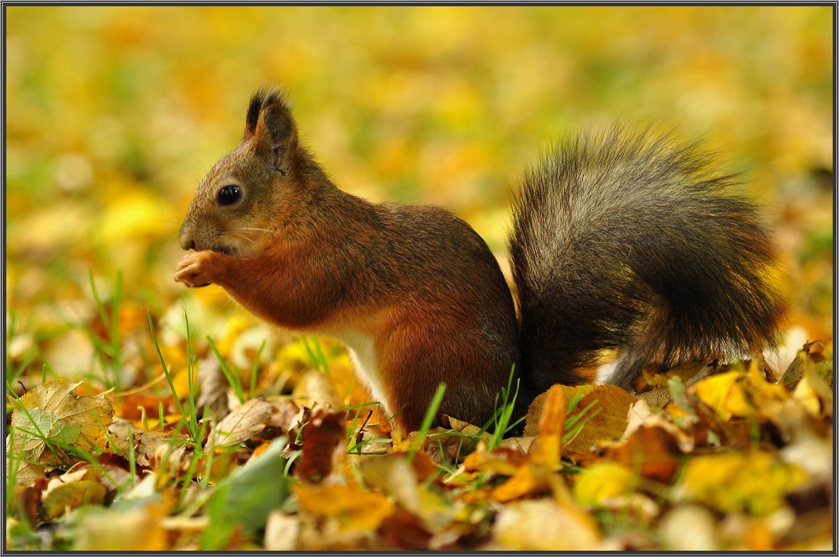 фото "Рыжик" метки: природа, белка