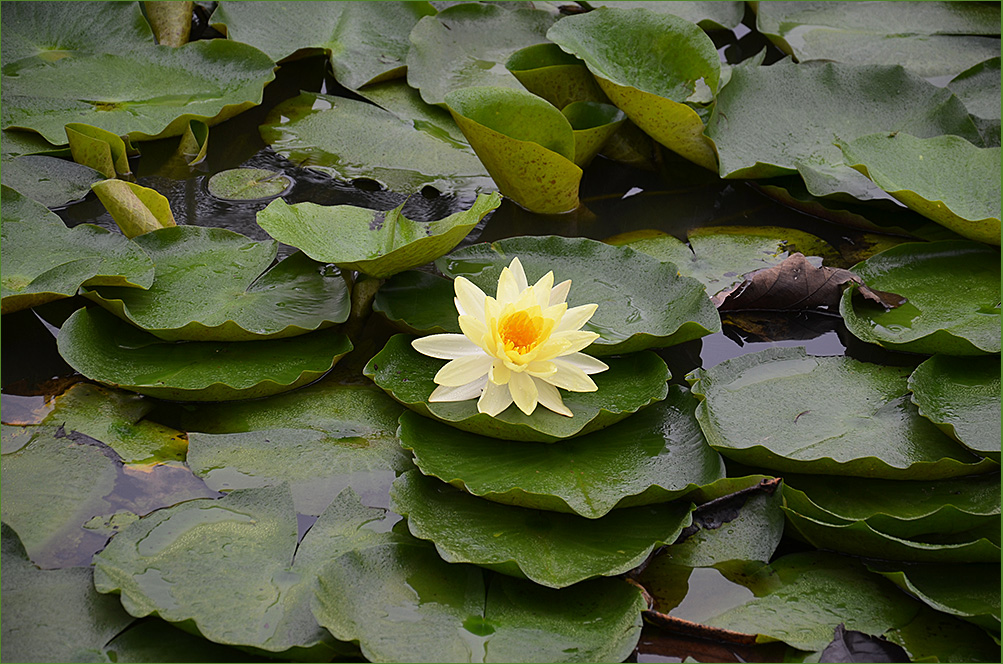 photo "***" tags: nature, flowers