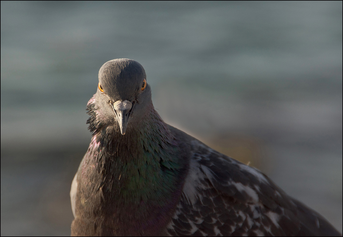 photo "Eagle" tags: nature, portrait, 