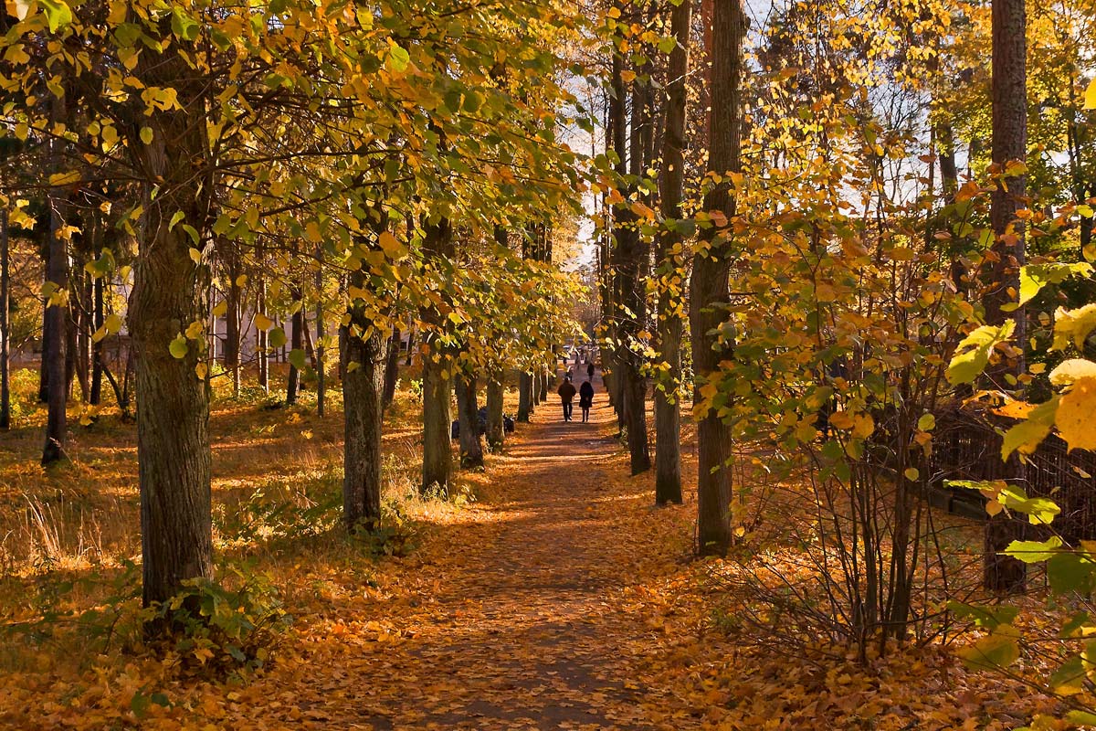 photo "***" tags: landscape, city, autumn, forest