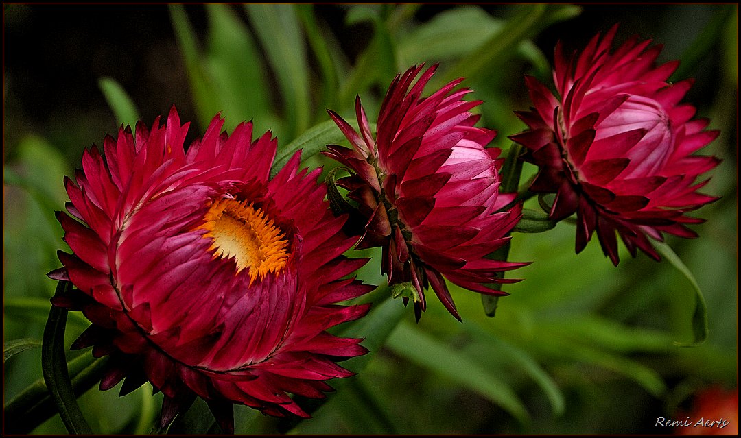 photo "trio" tags: nature, macro and close-up, 