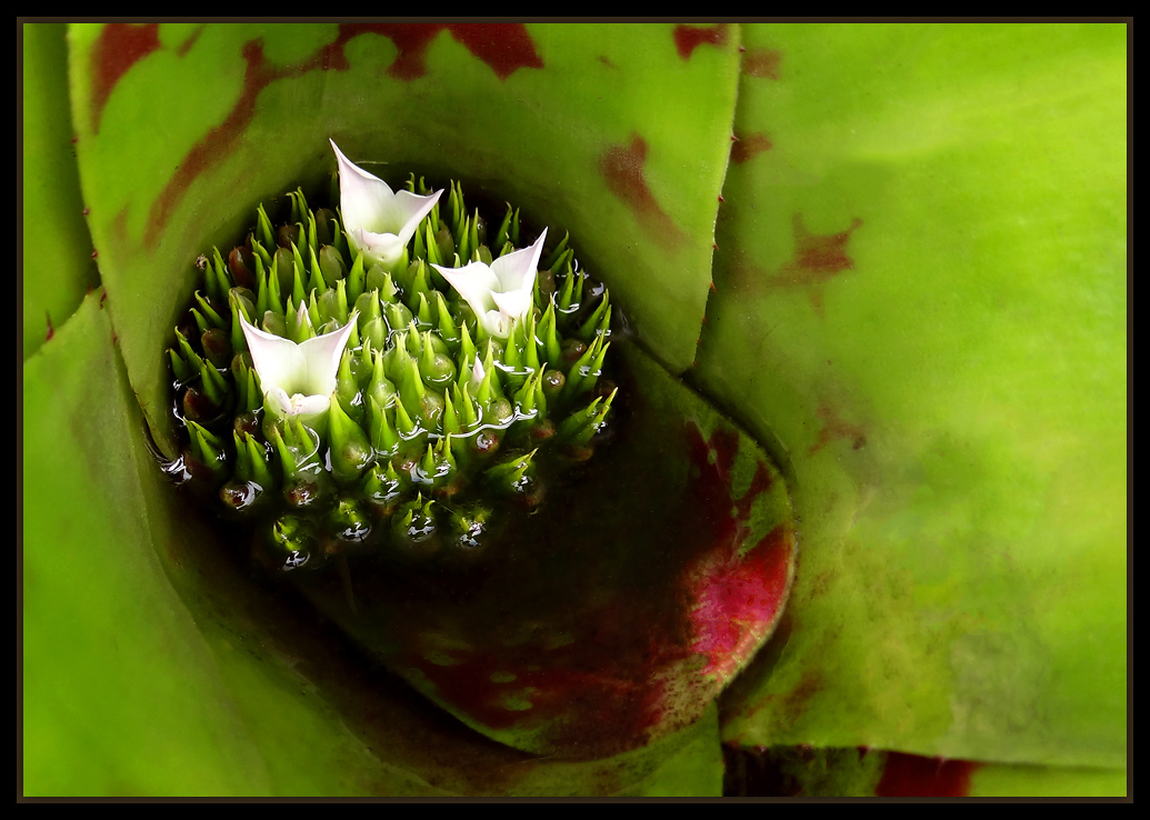 photo "***" tags: nature, flowers, spring