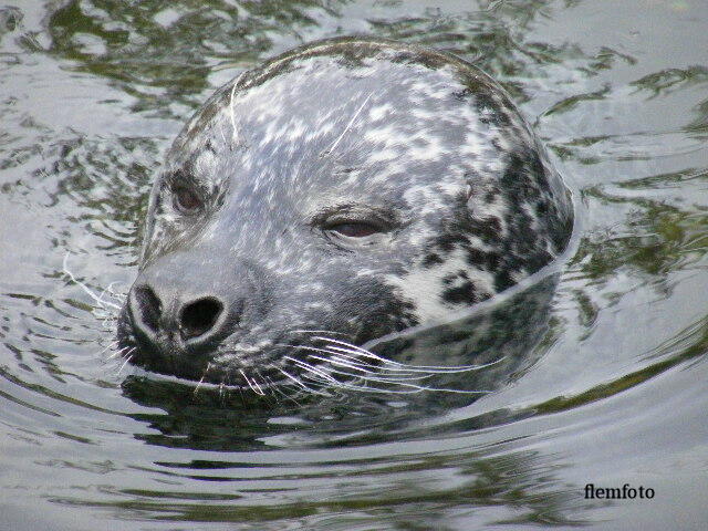 фото "Seal" метки: природа, Европа