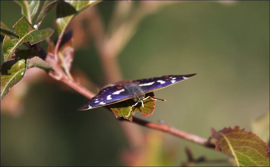 фото "Бабье лето - 1" метки: природа, насекомое