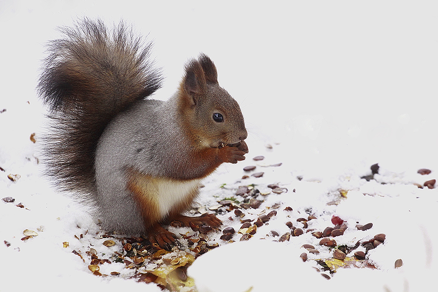 photo "***" tags: nature, winter, белочка