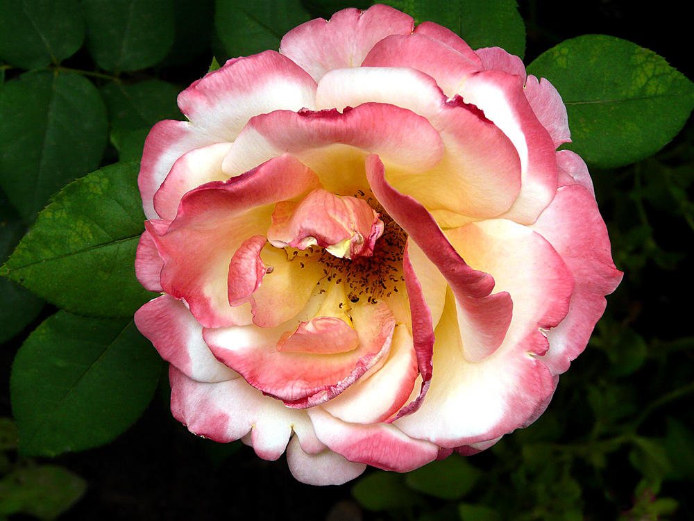 фото "***" метки: макро и крупный план, природа, colours, macro, rose, цветы