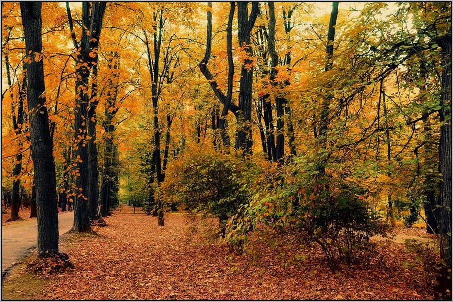 фото "Медовая осень" метки: пейзаж, Европа
