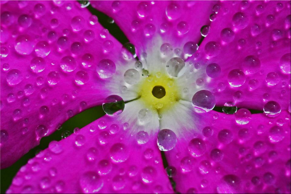 фото "Pearly Petals" метки: природа, макро и крупный план, 
