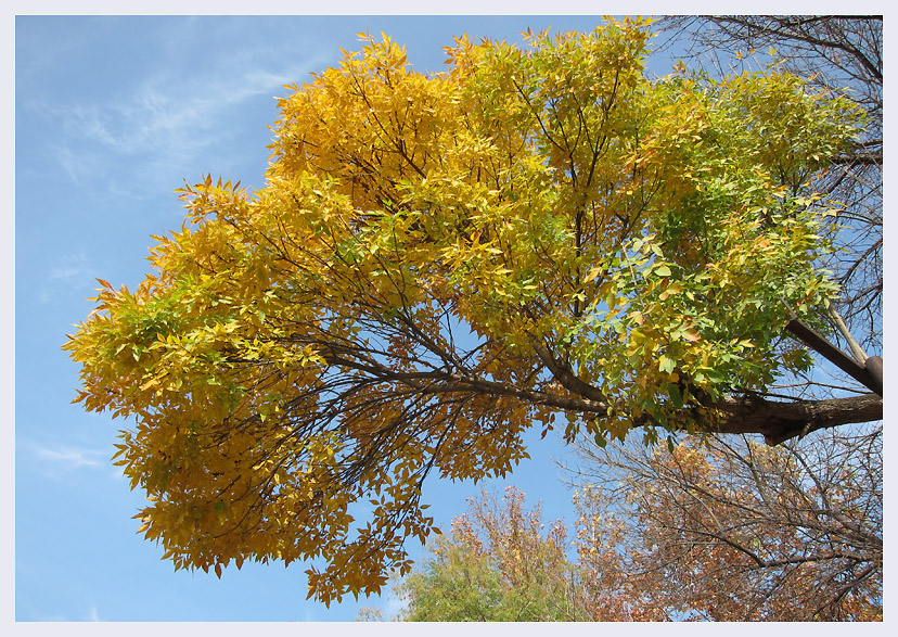 photo "Tashkent fall" tags: landscape, 