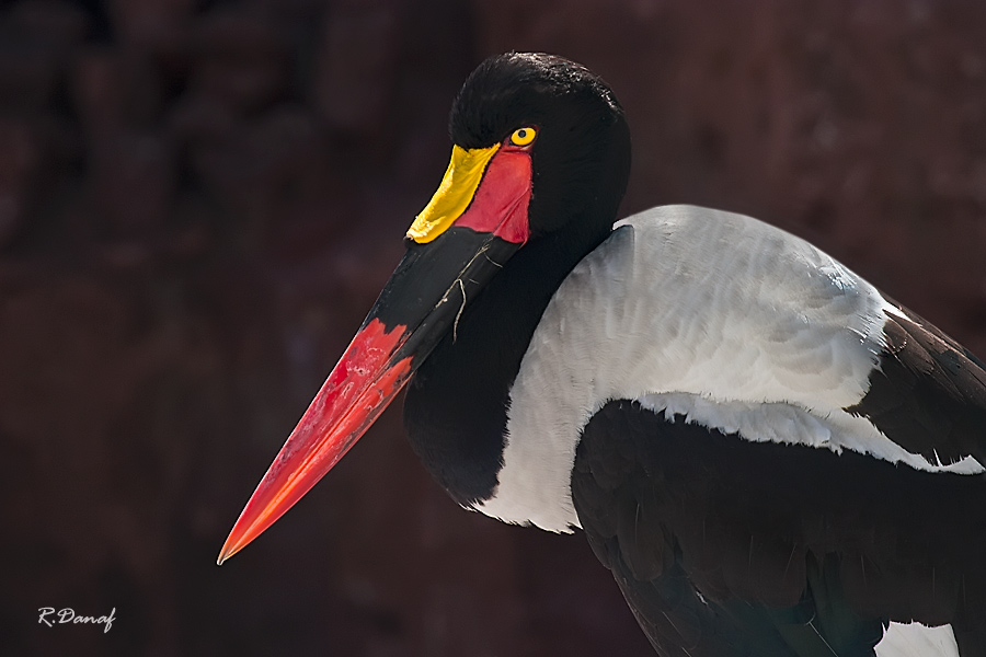 photo "Stork" tags: nature, bird