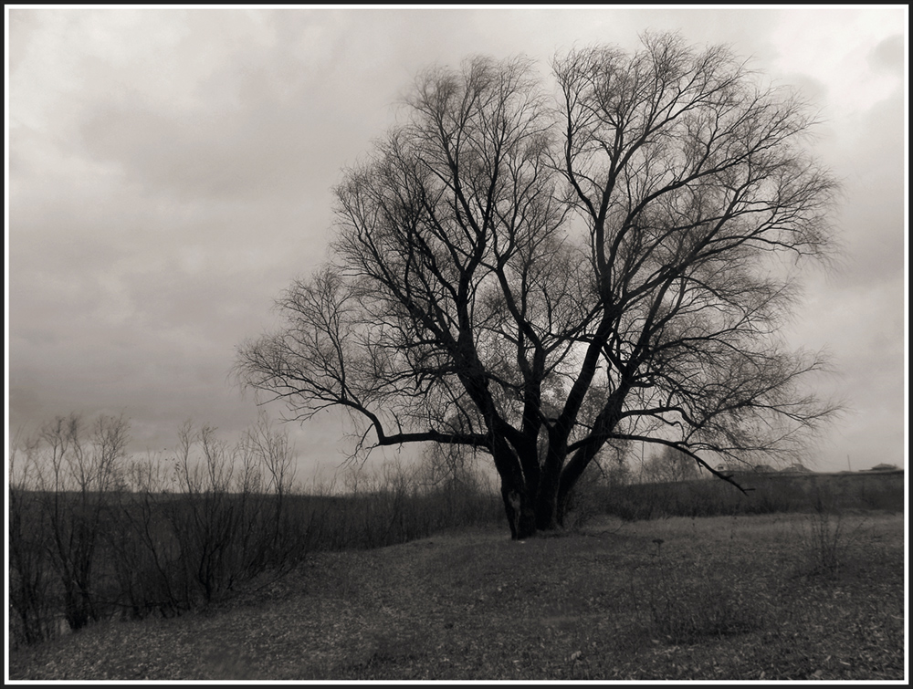 photo "Willow" tags: landscape, black&white, 