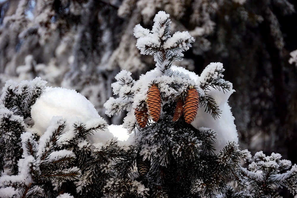 photo "Winter came" tags: landscape, nature, snow, winter, чудо