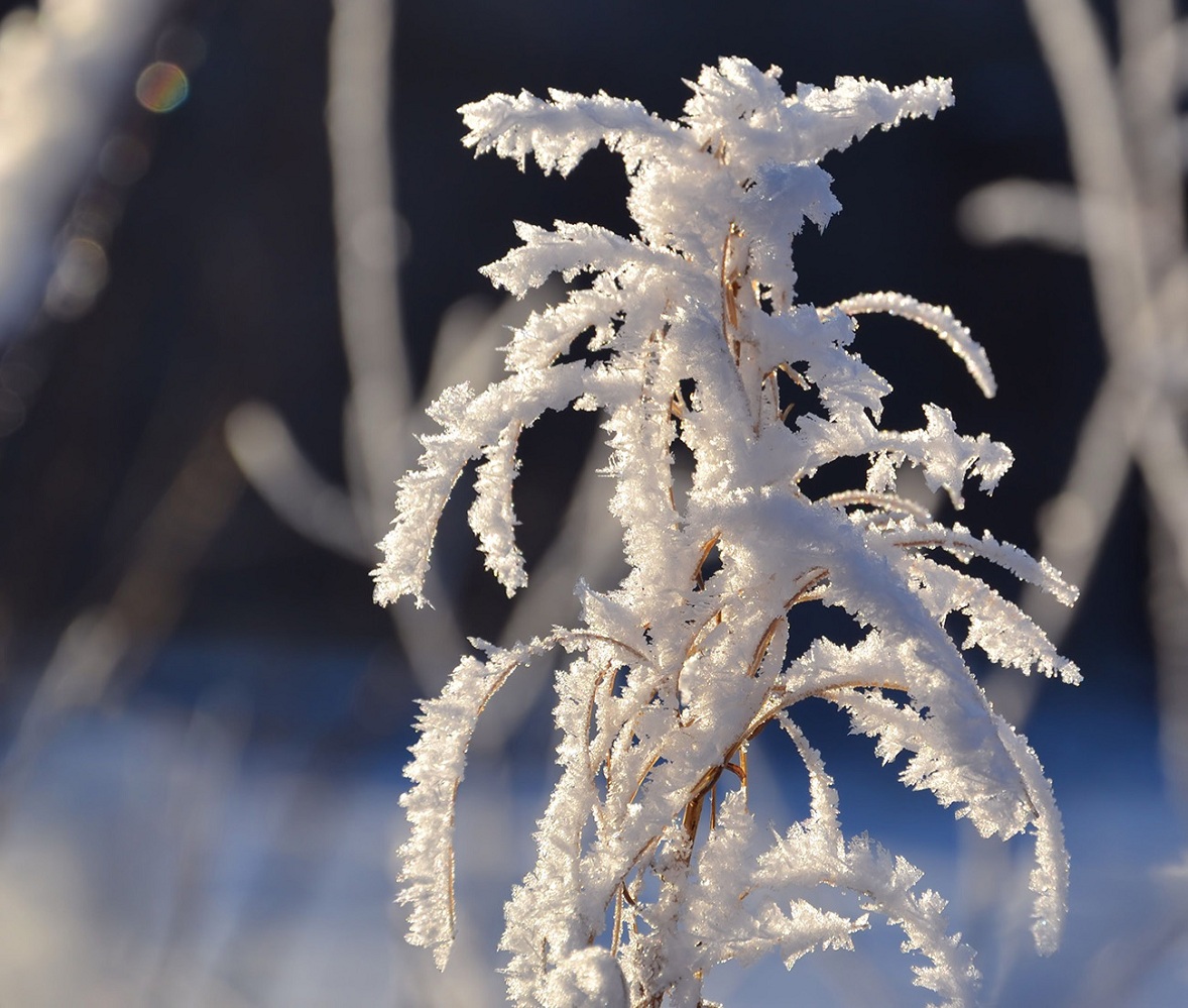 фото "Зимний декор" метки: макро и крупный план, зима, иней, трава