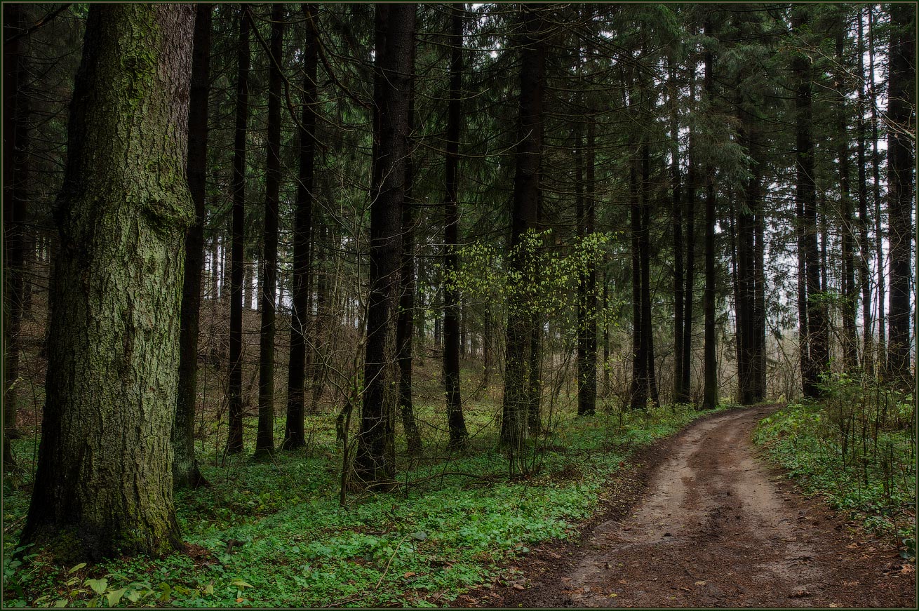 photo "***" tags: landscape, forest